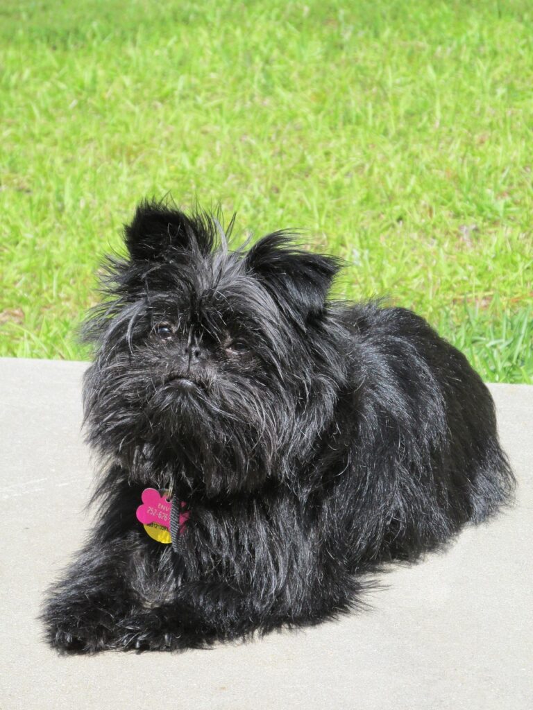 dog, affenpinscher, pet, breed, monkey terrier, affenpinscher, affenpinscher, affenpinscher, affenpinscher, affenpinscher