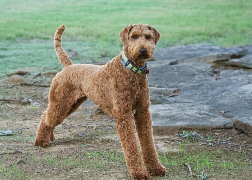 Airedale Terrier posing confidently outdoors on a clear day in Athens, Alabama.