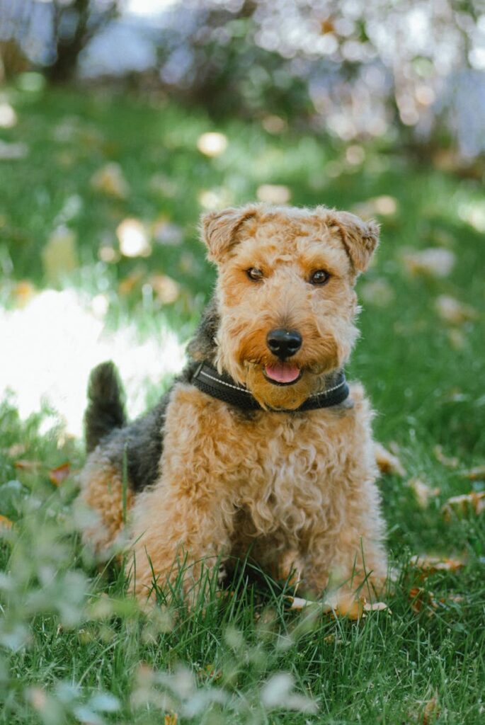 Adorable Welsh Terrier puppy enjoying the outdoors on a sunny day, surrounded by vibrant green grass.