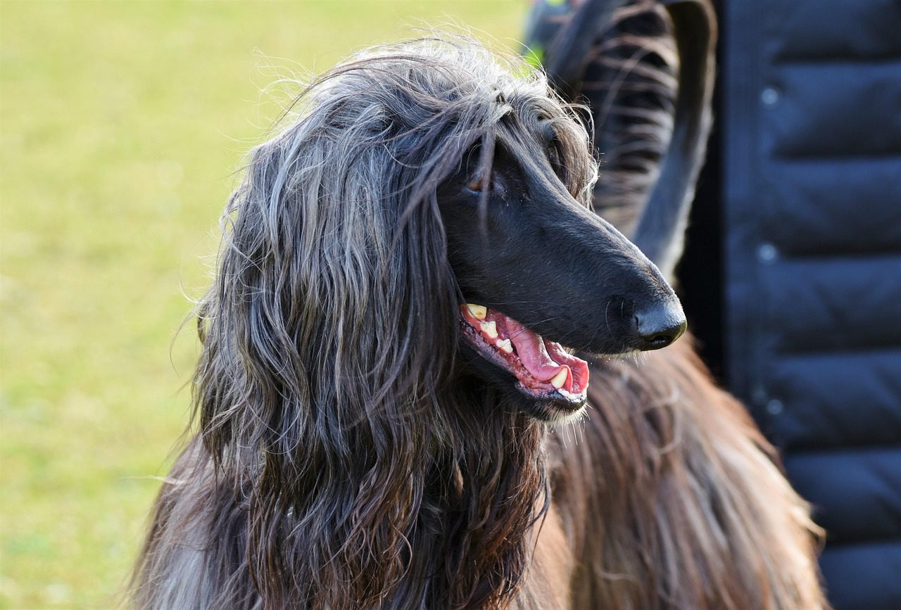 afghan, greyhound, afghan hound, nature, balutschi-greyhound, dog, purebred dog, hair, snout, teeth, denture, pet, bite, run, cute, domestic animal, animal