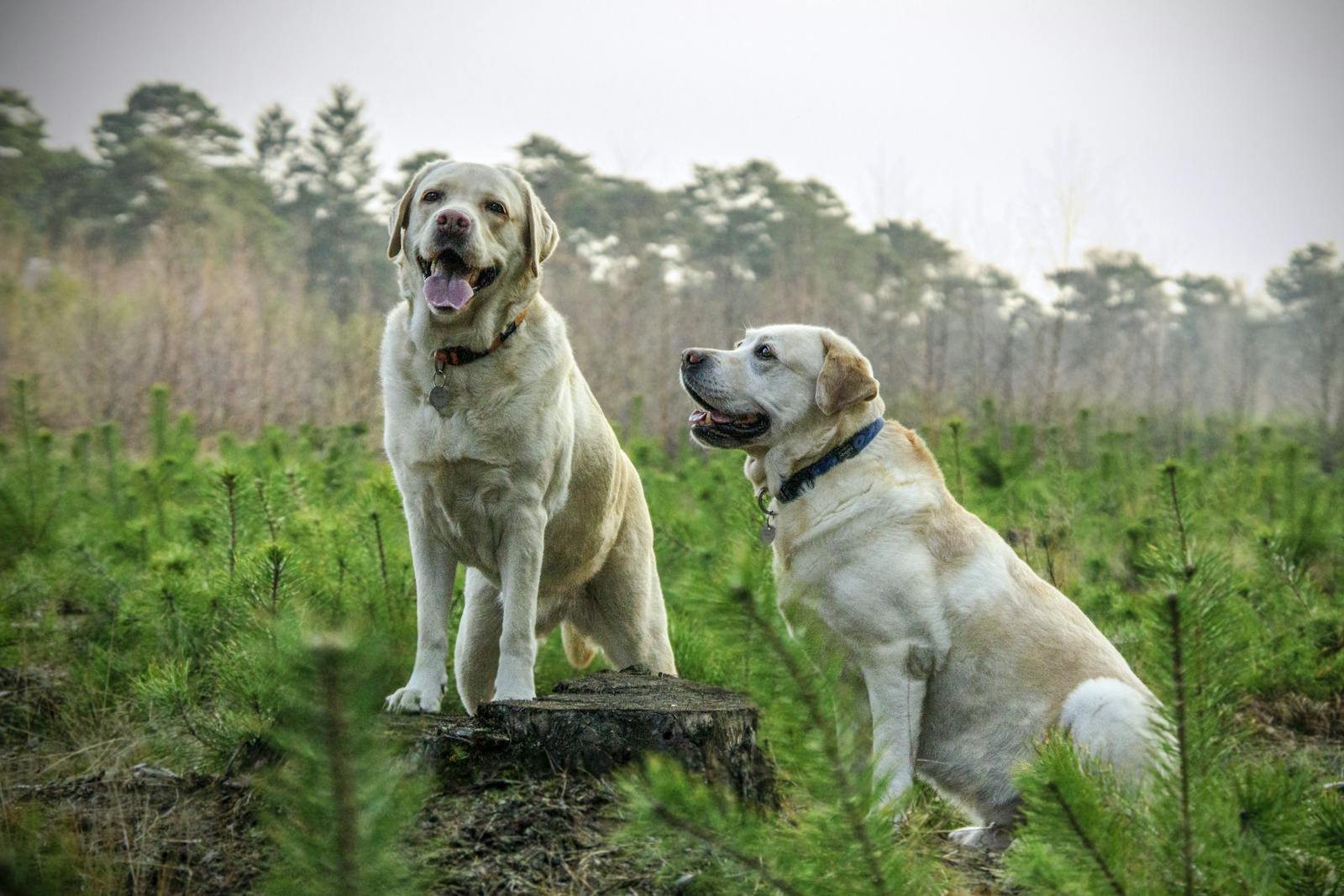 Dog Walking Tips for Labrador Retrievers