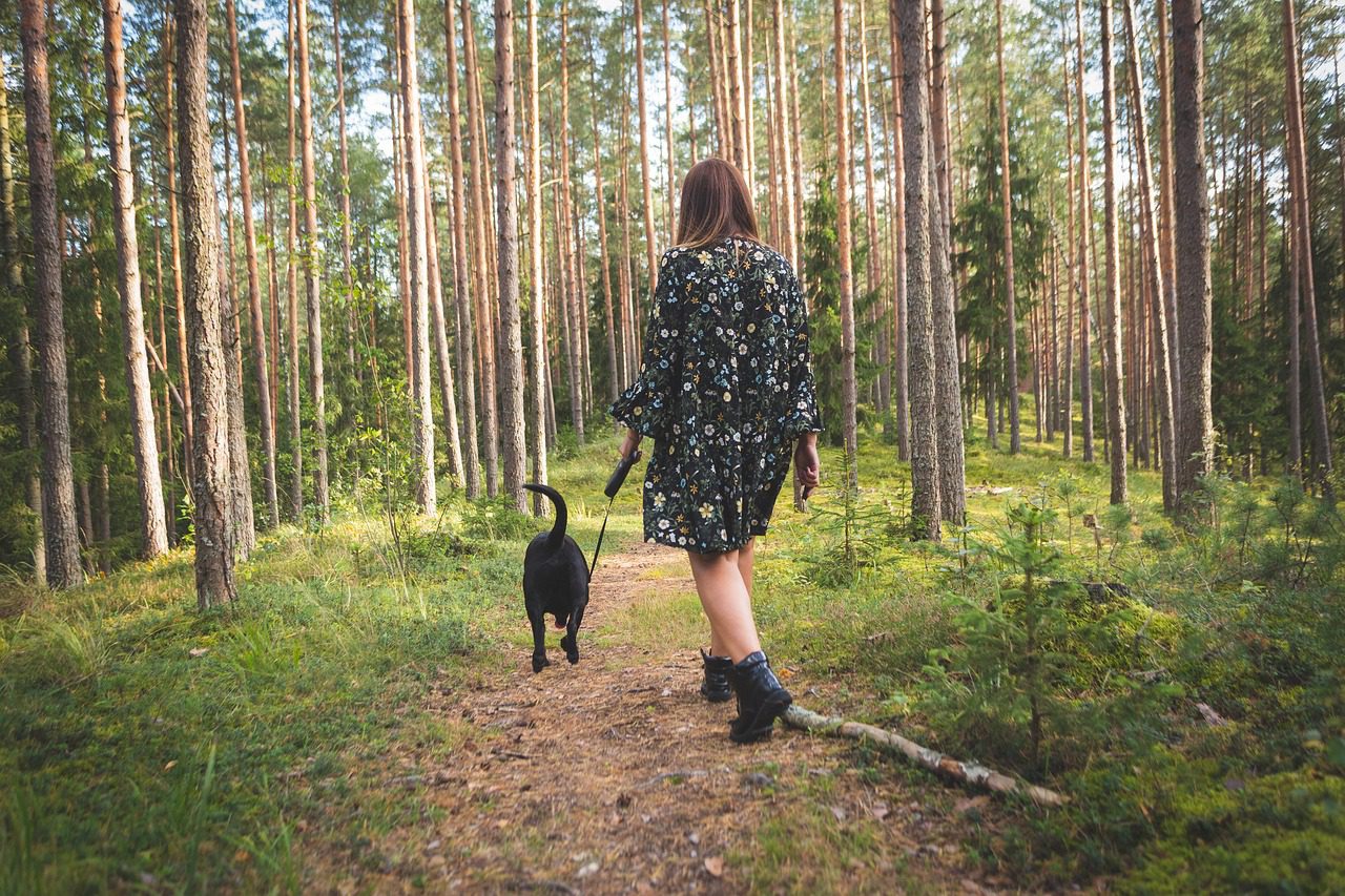 dog, nature, forest, landscape, animal, walk, autumn, cute, walking, retriever, leaves, pet, female, atmosphere, leisure, outdoors, Is Dog Walking Dangerous