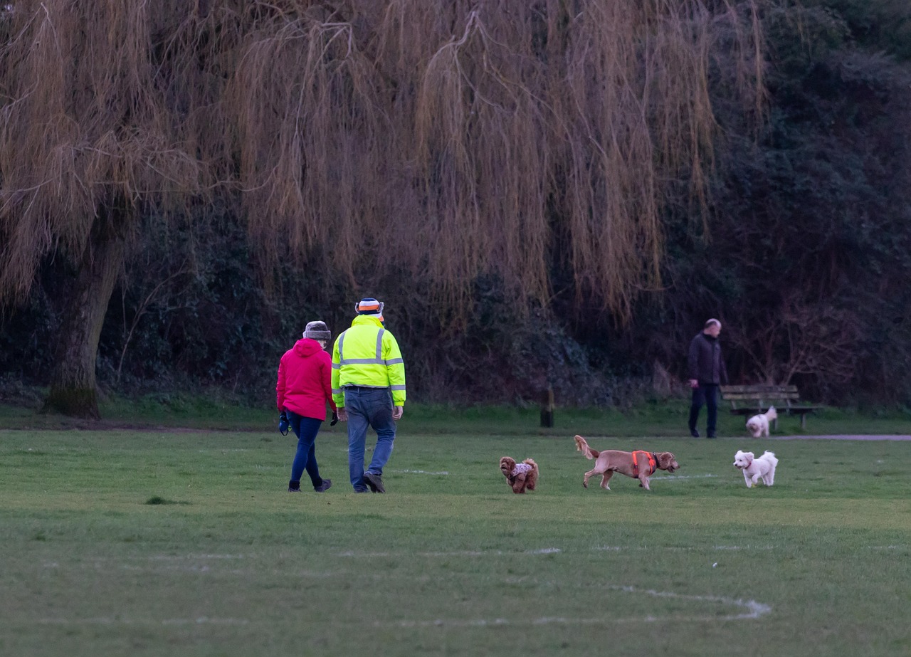 dog walking, couple and dogs, park dog walking, stalking, dog walk, couple dog walking, women, man, exercise, dog, people, woman, leisure, lifestyles, pet, animal, female, evening, walk