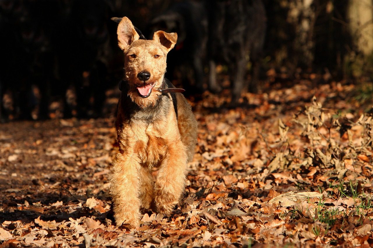 welsh terrier, dog, pet, animal, terrier