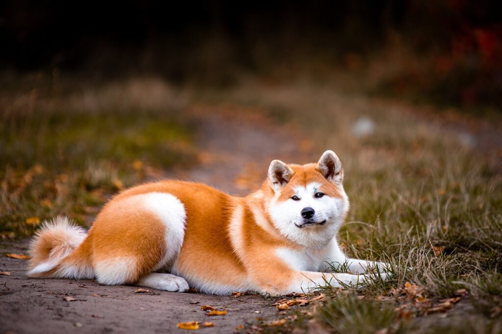 akita, dog, pet, portrait, animal, purebred, domestic dog, nature, canine, mammal, cute, outdoors