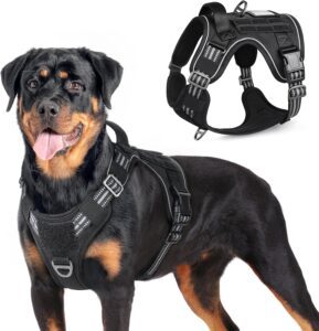 rottweiler harness