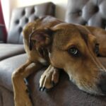 Rescue Dog Adjusting to New Home