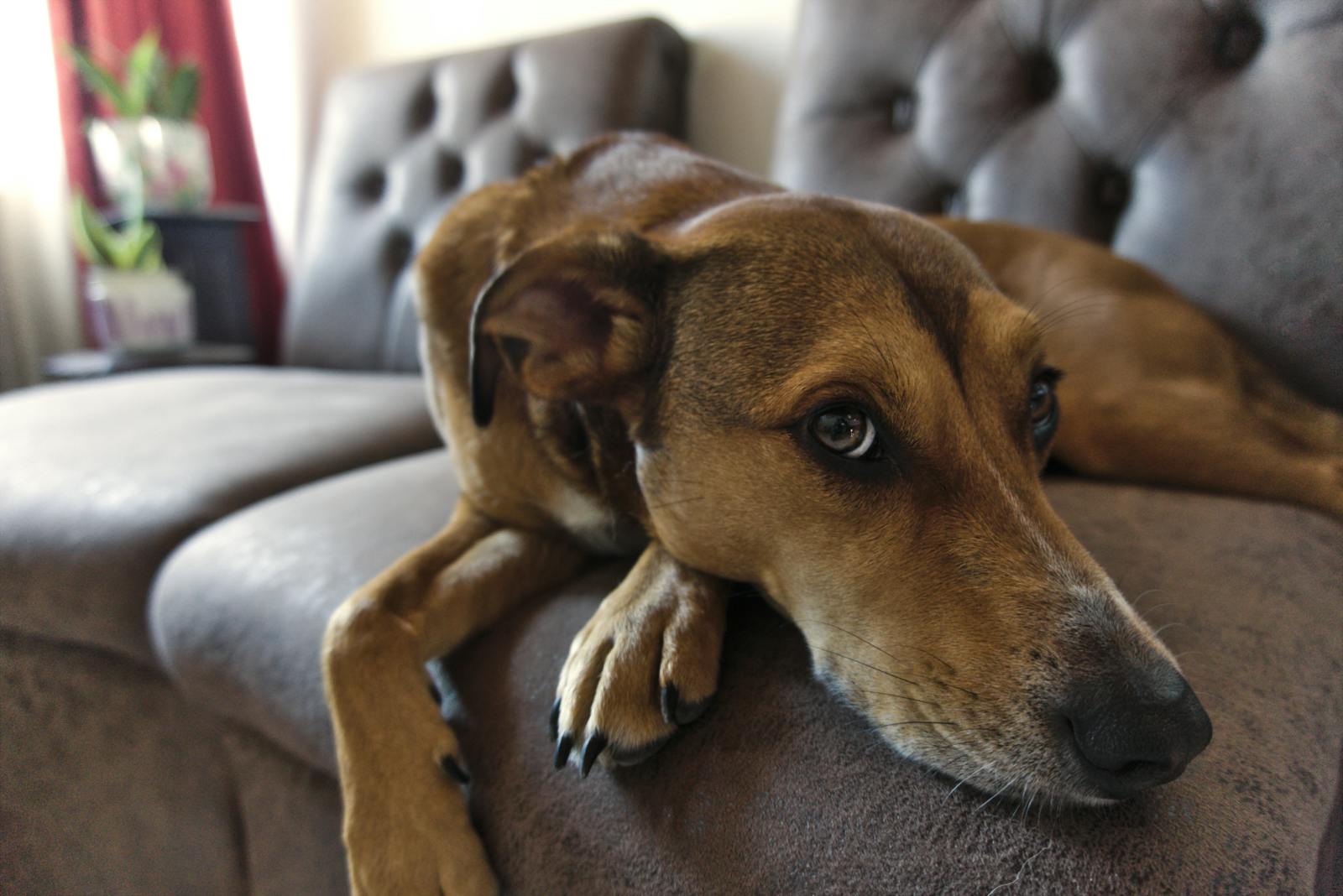 Rescue Dog Adjusting to New Home