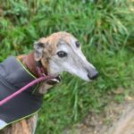 How Long Can You Walk a Greyhound?