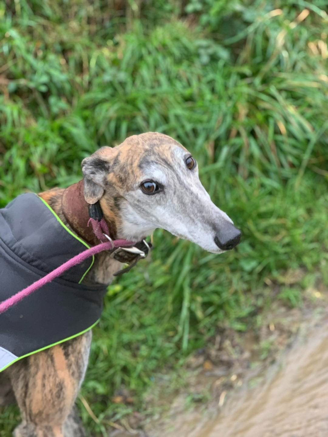 How Long Can You Walk a Greyhound?