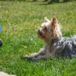 dog, dog training, city square, training, nature, education, meadow, outdoors, pet, small dog, yorkie, yorkshire terrier, animal, domestic animal