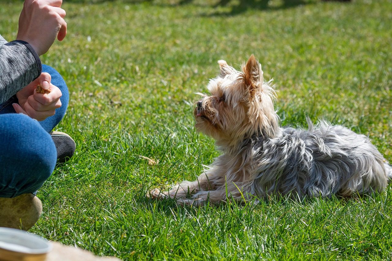 dog, dog training, city square, training, nature, education, meadow, outdoors, pet, small dog, yorkie, yorkshire terrier, animal, domestic animal