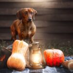 Are Dachshunds Good Family Dogs?
