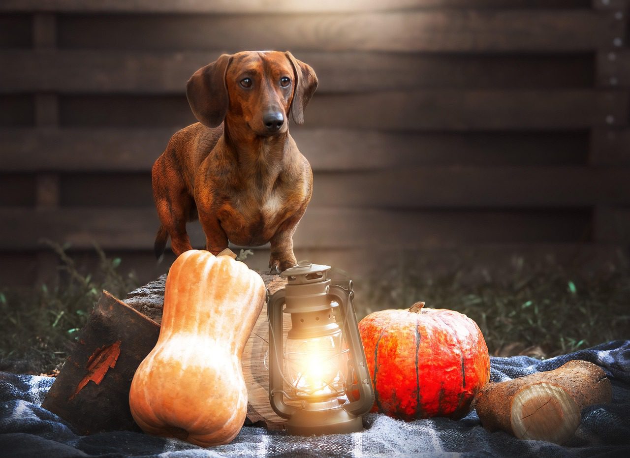 Are Dachshunds Good Family Dogs?