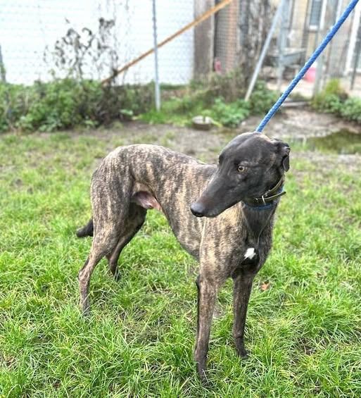 Best Greyhound Harnesses for Safe and Comfortable Walks