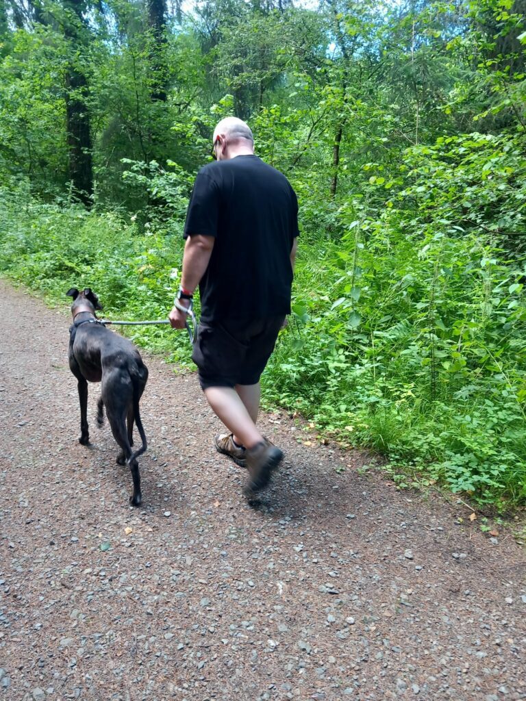 How Long Can You Walk a Greyhound?