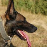 Are Belgian Malinois Aggressive?