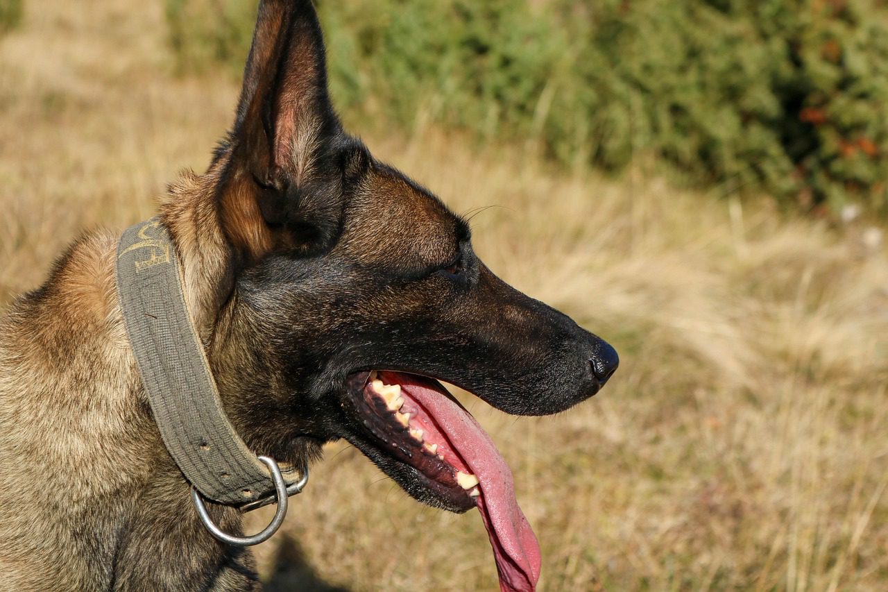 Are Belgian Malinois Aggressive?