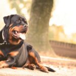 Rottweiler Temperament
