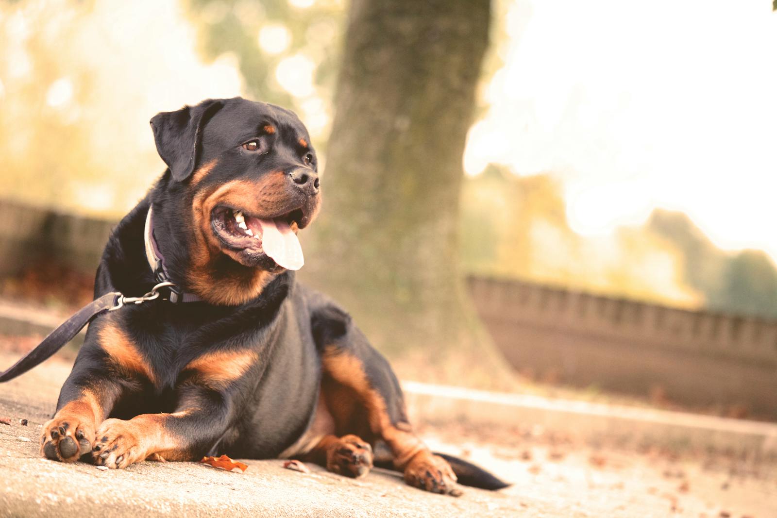 Rottweiler Temperament