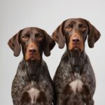 German Shorthaired Pointers