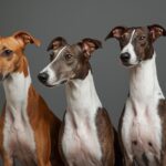 Spanish Galgo dogs