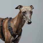 Best Greyhound Harnesses for Safe and Comfortable Walks