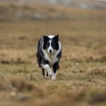 Walking Border Collies