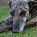 dog, galgo, pet, espanol, animal, portrait