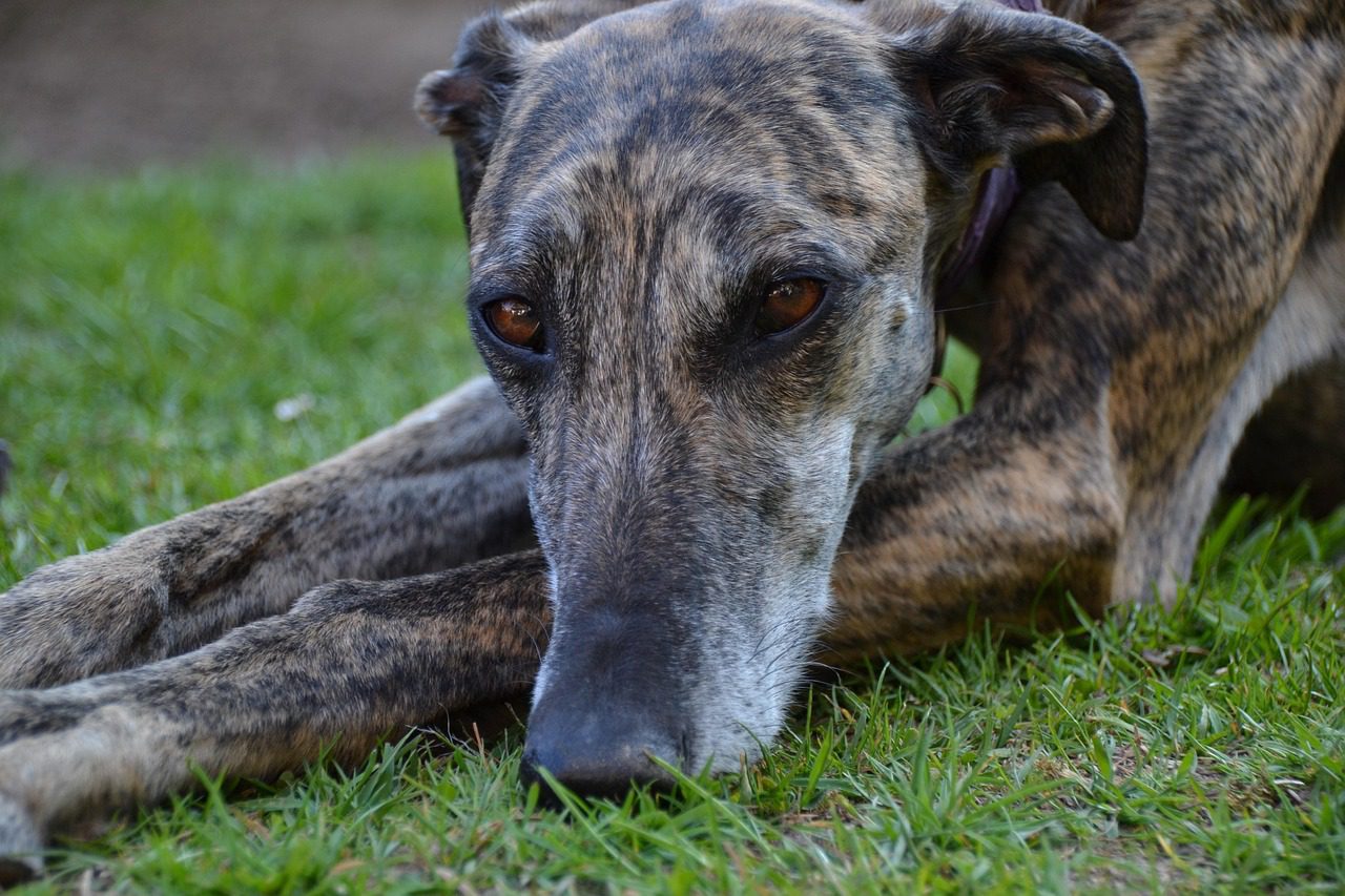 dog, galgo, pet, espanol, animal, portrait
