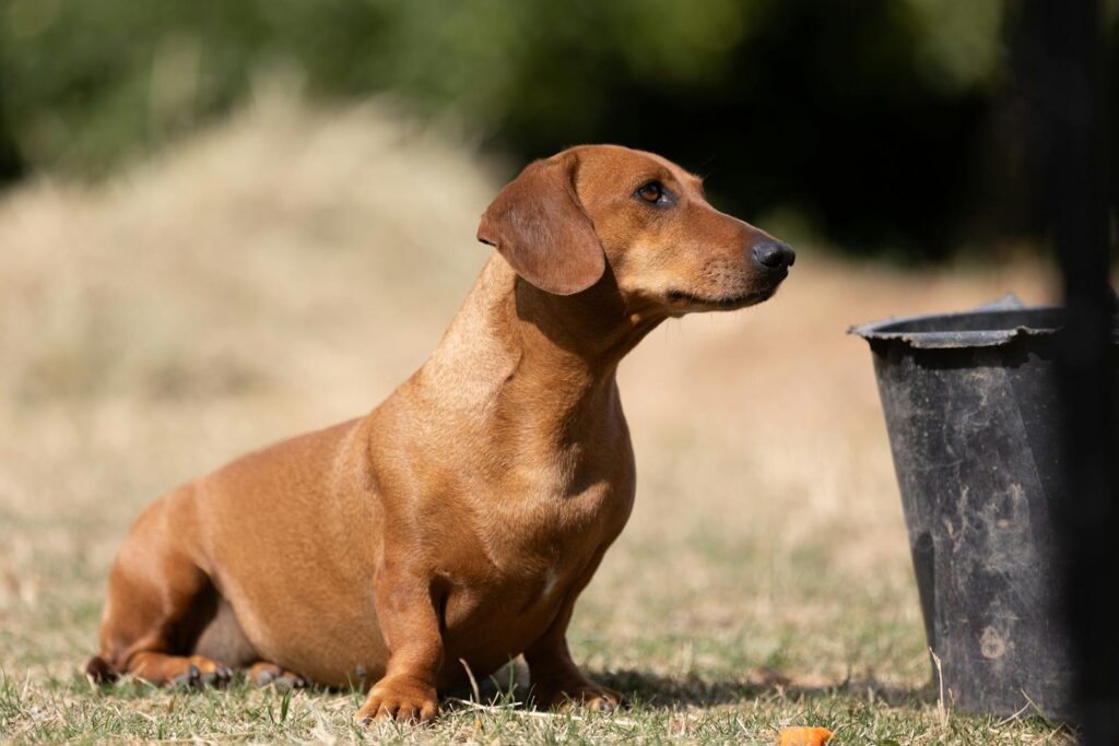 A cute dachshund sits attentively outdoors, surrounded by sunny scenery.