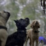 dogs, animals, mammals, canine, pet, domestic, nature, portrait, group, dog handler, dog walking, alert, listening, obedient, attentive, responsive, well trained, exercise, scottish terrier, harness, french bulldog