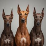 Adopting a Spanish Galgo