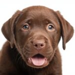 From Puppy to Best Friend