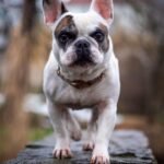 dog, bulldog, french bulldog, pet, animal, outdoor, nature, french bulldog, french bulldog, french bulldog, french bulldog, french bulldog