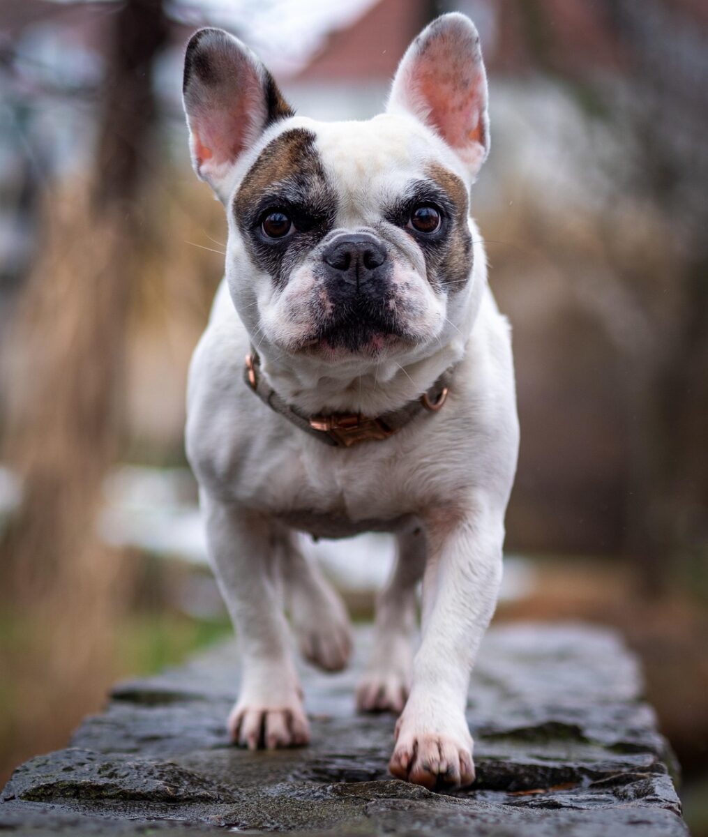 dog, bulldog, french bulldog, pet, animal, outdoor, nature, french bulldog, french bulldog, french bulldog, french bulldog, french bulldog
