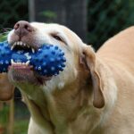dog, nature, nelly, toy, chew, pet, teeth, mammal, animal