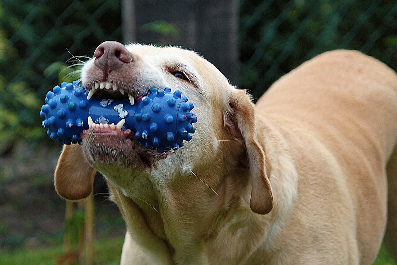 dog, nature, nelly, toy, chew, pet, teeth, mammal, animal