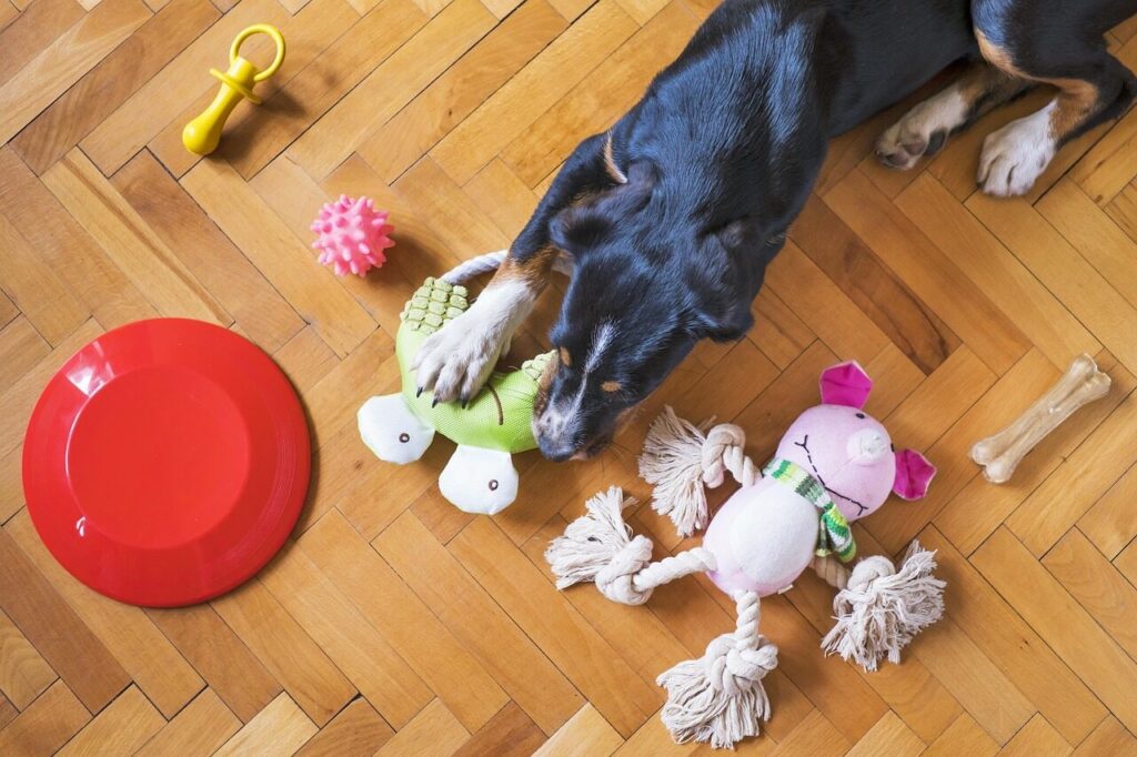 dog toys, animal, dog playing, dog chew toy, pet, dog frisbee, dog rope, dog bone, dog ball, dog, puppy
