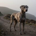 Are Weimaraners Suitable for First-Time Owners? A Straight Answer