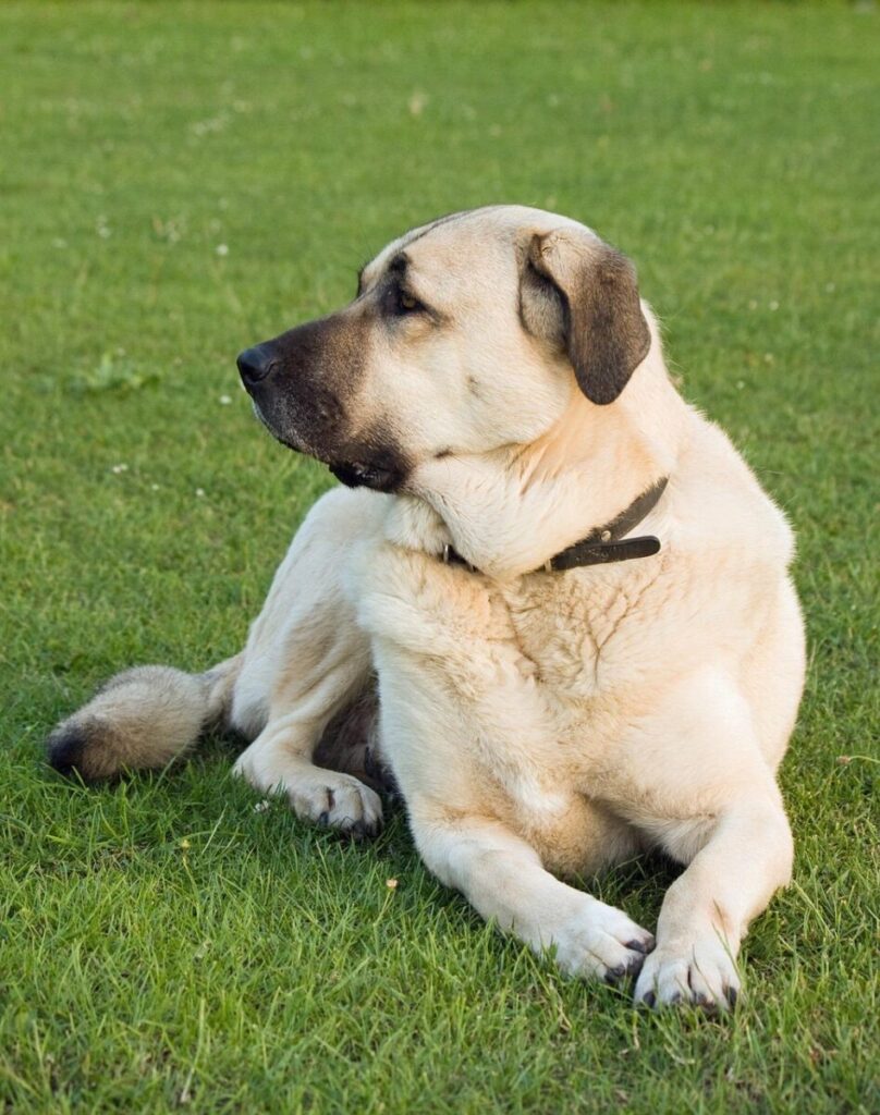 anatolian shepherd, anatolian shepherd dog, karabash, dog, animal, pet, canine, breed, laying, green, grass, anatolian shepherd, anatolian shepherd, anatolian shepherd, anatolian shepherd, anatolian shepherd