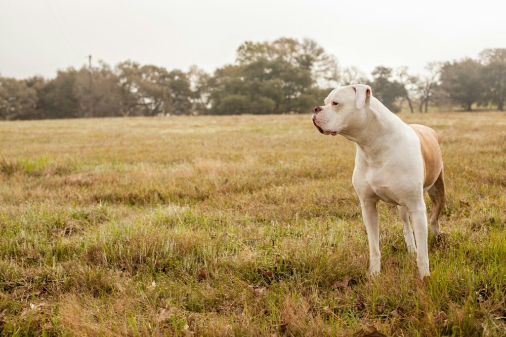 white short coated dog on green grass field during daytime